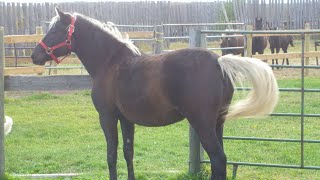 What is a Silver dapple Introducing quotQuintessaquot a Silver dapple Morgan filly [upl. by Harleigh]