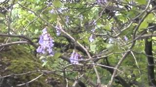 Pavlonija Paulownia tomentosa Maribor pri bolnici Slovenija 2018 [upl. by Krein]