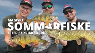 Magiskt sommarfiske efter stor Abborre  Sportfiskeprylarse [upl. by Eidnew]