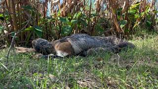 Conservancy Biologists See Invasive Burmese Python Consuming a Deer [upl. by Yde63]