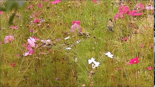 Finken im Garten  Buchfink Distelfink Grünfink [upl. by Atsira412]