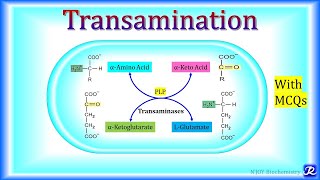 3 Transamination  Amino Acid Metabolism  Biochemistry  NJOY Biochemistry [upl. by Akinahs]