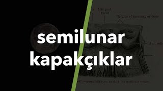 Semilunar Kapakçıklar 17 [upl. by Bethezel]