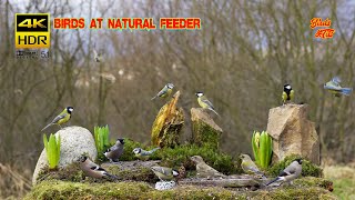 Birds at natural feeder compilation  4K HDR  CATs tv [upl. by Dunseath769]