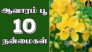 Aavaram poo health benefits in Tamil  ஆவாரம் பூ பயன்கள்  Aavaram poo uses  Payangal  Dheivegam [upl. by Farlee]