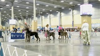 06302023 MIDDELTINKER KENNEL CLUB OKLAHOMA  IRISH WOLFHOUNDS [upl. by Taryne]