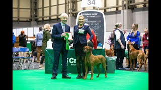 Crufts 2022 BOB Rhodesian Ridgeback  Ch Savuti Chitonga Yara By George [upl. by Freemon846]