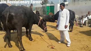 मुर्रा भैंस को कैसे पहचाने MURRAH Buffalo Characteristics Learn from ShPawan sir owner ARJUN bull [upl. by Tshombe]