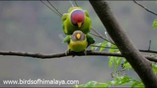 Plumheaded parakeet Psittacula cyanocephala [upl. by Glory]