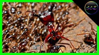 10 Most Dangerous Ants in the World With Quiz  Spectral CountdownZ [upl. by Silisav]