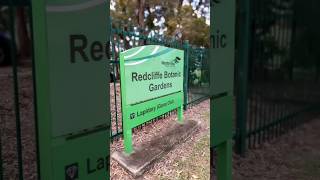 Redcliffe Botanic Garden is a really amazing little place🦇redcliffe botanicgardens botanicgarden [upl. by Aicina]