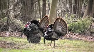 Wild Turkeys on the loose [upl. by Hose]