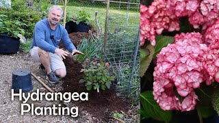 How to Plant a Hydrangea [upl. by Repinuj]