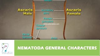 NEMATODA GENERAL CHARACTERS [upl. by Lokcin]