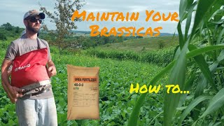 How To Maintain Your Brassica Food Plots and More [upl. by Nnoryt]