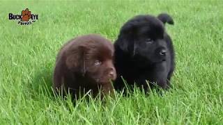 Newfoundland Puppies [upl. by Araiet]