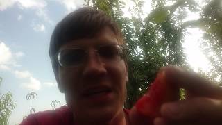 Dapple supreme pluot Review one of the best [upl. by Alessig]