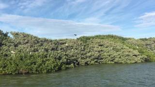 Dog Leg Key  Florida Bird Sanctuary [upl. by Ilise]