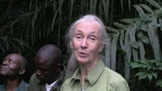 Woundas Journey Jane Goodall releases chimpanzee into forest [upl. by Yearwood808]