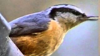 Redbreasted Nuthatch Norfolk 1990 [upl. by Regdirb177]