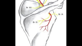 How to do Fluoroscopic Guided Suprascapular Nerve Block [upl. by Rap]