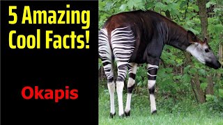 5 Fascinating Facts About Okapis [upl. by Groveman]