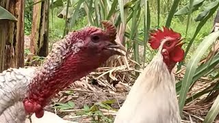 Natural Alarm ClockFree Range Turkey chicks amp Rooster Sounds on Offgrid Homestead🐥🐓🦃viralshorts [upl. by Nibur]