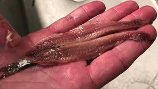 How is it made Anchovies of the Cantabrian Sea OlmedaOrigenes [upl. by Gnoud38]