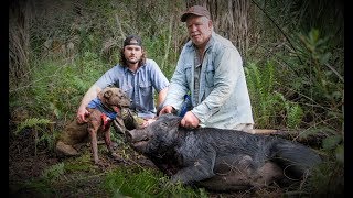 Dogs catch 240lb barr nightmare  Hog Removal Program [upl. by Trela351]