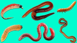 Learn Worms  Learn Names Worms in English for kids [upl. by Drhcir415]