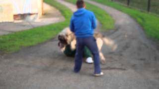 caucasianshepherdeurope KAVKASKI OVČAR Maljchik Balkan Master 22months old  attack1 [upl. by Paulsen]