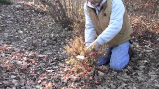 Pruning Potentilla [upl. by Frazer]