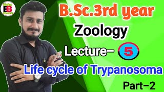 Life cycle of Trypanosoma  BSc3rd year zoology  Life cycle of Trypanosoma diagram  Edu boosters [upl. by Ymassej]