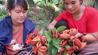 Eat yellowfleshed fruit Sterculia lanceolata [upl. by Yddor]