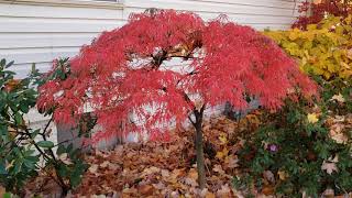 Japanese Maple Fall color Garnet and FireGlow [upl. by O'Connor304]