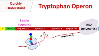 Tryptophan operon [upl. by Wamsley]