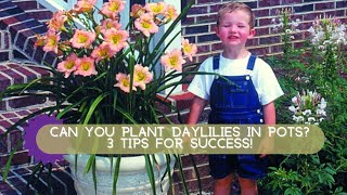 How to Grow Daylilies in Containers  Oakes Daylilies [upl. by Albin667]