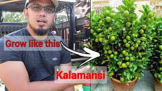 How to Grow Calamansi tree for Maximum Production  Paano magpadami ng Bunga ng kalamansi lemon [upl. by Garibold721]