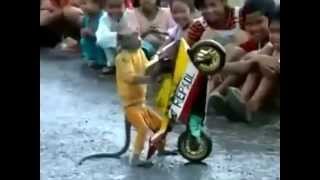 Macaco anda de motocicleta e impressiona a todos com sua habilidade [upl. by Aikemet264]