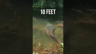 Giant Arapaima fish මිරිදිය යෝදයා shorts [upl. by Yelroc]