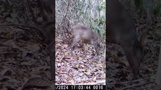 Na ceva de Rosqueira wildlife nature forest veado agouti cutia [upl. by Sel]