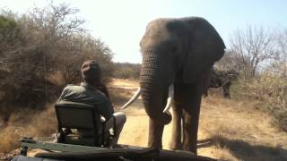 Elephant close encounter Toro Yaka Bush Lodge South Africa [upl. by Aerona]