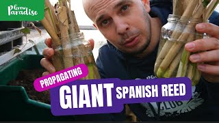 Propagating GIANT Spanish reeds  The best Bamboo alternative [upl. by Chaffee911]