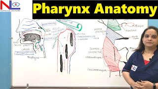 Pharynx Anatomy  Nasopharynx Oropharynx amp Laryngopharynx  GI Tract  Digestive system [upl. by Clarisa]