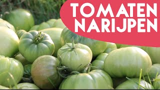 2 tips om Tomaten te laten narijpen  KORTE TIP  1 [upl. by Jenna]