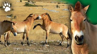 Cheval de Przewalski lEspèce Miraculée  Documentaire animalier  HD  FLC [upl. by Hepsiba]