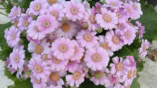 How to grow and care for Paricallis Hybrida Florists Cineraria [upl. by Llet390]