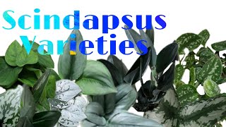 SCINDAPSUS VARIETIES [upl. by Kreiner]