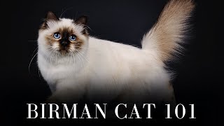 Birman Cat 101  Everything You Need to Know [upl. by Budde448]