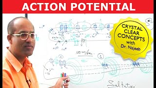 Action Potential in Neurons  Neurology  Dr Najeeb [upl. by Chernow]